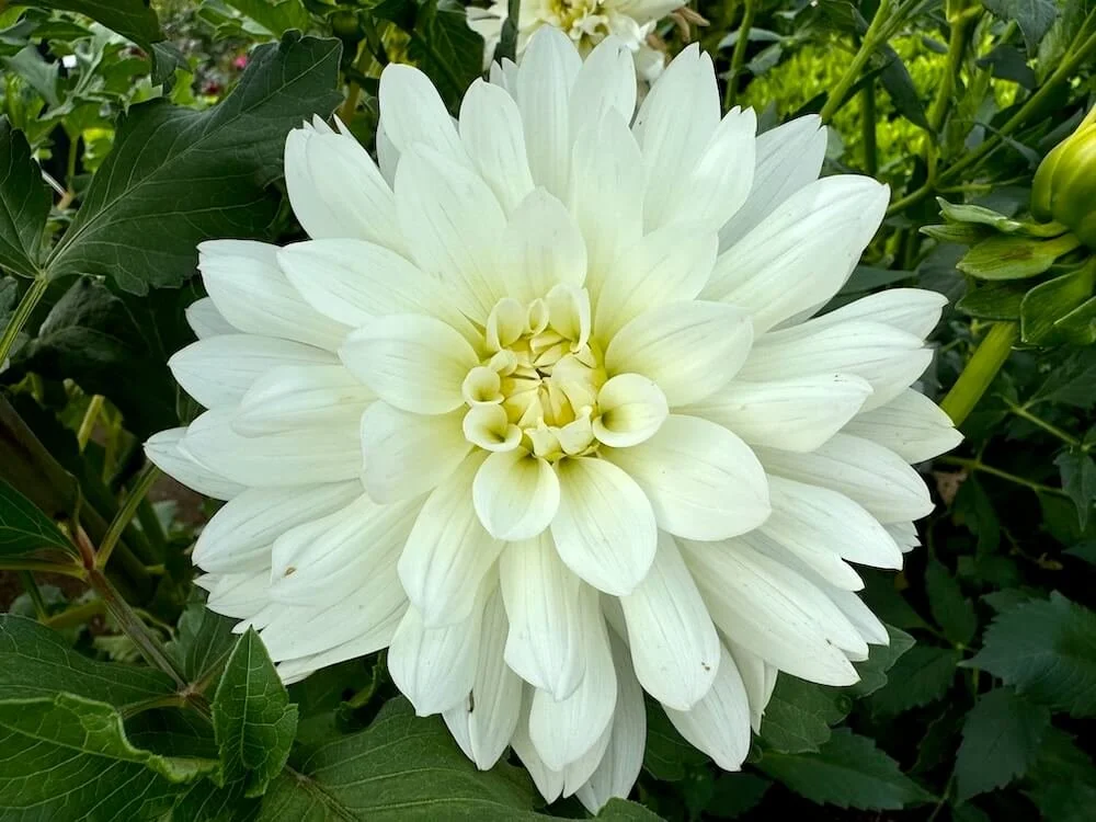 Dahliaページ Jabberbox dahlia tubers for sale - Pedaling Petals